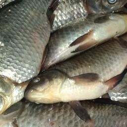 На одном из участков предлагается ловить карася