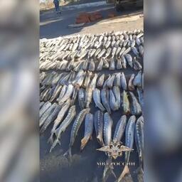 В Астраханской области из незаконного оборота изъяли 6,5 тонны осетровых. Кадр оперативной съемки