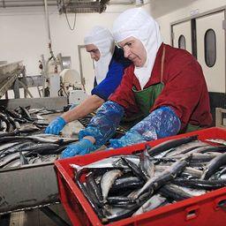 Рыбоперерабатывающее предприятие в Калининградской области. Фото пресс-службы регионального правительства 