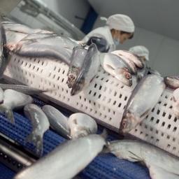 В этом году в Камчатском крае планируют завершить строительство пяти рыбоперерабатывающих заводов. Фото пресс-службы правительства региона