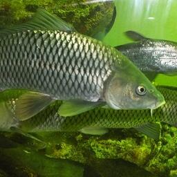 Донской рыбе хотят помочь за счет судоходства. Архивное фото