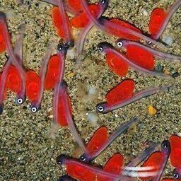 На производственных мощностях семи заводов из икры вылупилось более 123 млн личинок. Фото пресс-службы Главрыбвода