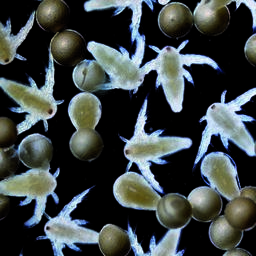 Рачок и цисты артемии. Архивное фото