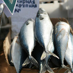 Российским рыбакам выделили квоты на промысел 51,5 тыс. тонн скумбрии