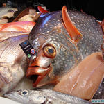 Импортеры рыбопродукции оценили возможности российского рынка