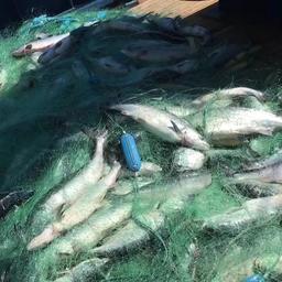 В сети оказалось более 1000 лососей. Фото пресс-службы Погрануправления ФСБ России по восточному арктическому району