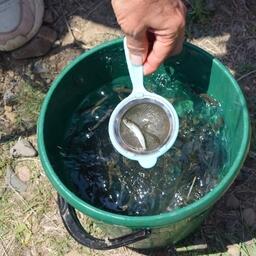 Участок под завод по разведению кеты пока остается без хозяина. Архивное фото