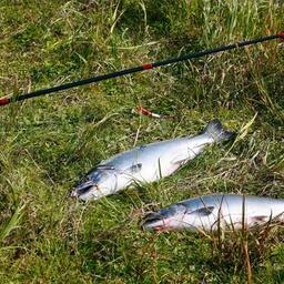 На реках и озерах Камчатского края с 1 июня стартовал любительский лов тихоокеанских лососей