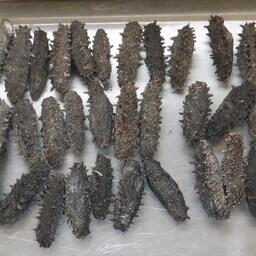 Для вывоза трепанга используют тайники. Фото пресс-службы ФТС России