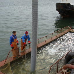 Рыбакам Камчатки дали ориентир по промыслу с учетом в местах доставки