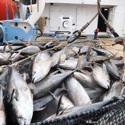 Промысел тунца на Сейшельских островах. Фото с сайта seysheli.platinumclub.ru