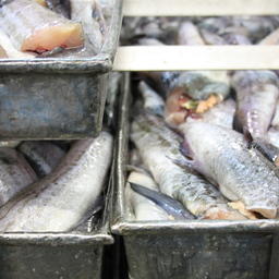 Экспортерам рыбы в Китай предложили подумать о переаттестации