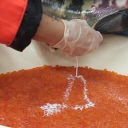 Оплодотворение лососевой икры от диких производителей. Архивное фото