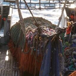 Рыбный промысел на Дальнем Востоке. Фото предоставлено «Океанрыбфлотом»