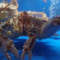 Живого краба с Северного бассейна продолжают поставлять в Китай