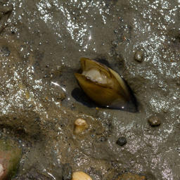 Специалисты обнаружили четыре новых вида и четыре новых подвида пресноводных моллюсков. Фото пресс-службы САФУ