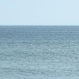 Среди водорослей, которые предлагаются к освоению в Японском море в 2026 г., тихокарпус косматый, фукусы и хондрус