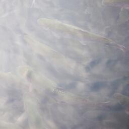 Минсельхоз готовится обновить перечень болезней аквакультуры для страхования с господдержкой