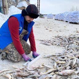 Промеры пойманной наваги. Фото пресс-службы СахНИРО
