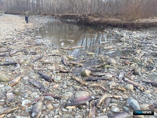 Массовая гибель рыбы на реке Курилка. Фото предоставлено Ассоциацией лососевых рыбоводных заводов Сахалинской области