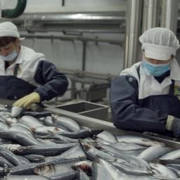 Рыбоперерабатывающий завод на Камчатке. Фото пресс-службы правительства региона