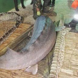Вес гиганта превышает 205 кг. Фото пресс-службы Каспийского филиала Главрыбвода
