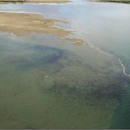 Скопление нерки в устье реки Верхняя Палана. Фото пресс-службы КамчатНИРО