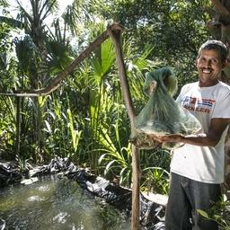 Выращенная собственными силами рыба теперь стала привычным продуктом питания в домашних хозяйствах муниципалитета Чикимула. Фото пресс-службы ФАО