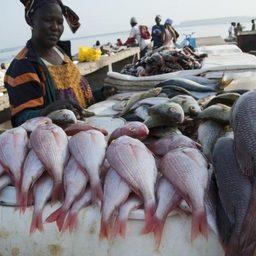 С помощью запретительных мер Танзания хочет развивать собственное рыболовство. Фото с сайта Africa Feeds