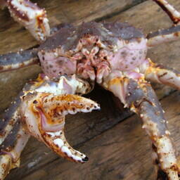 За январь в Китай отгружено из Мурманской области около 27 тонн живого краба. Архивное фото