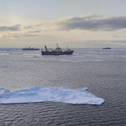Научные наблюдатели ВНИРО провели мониторинг промысла гижигинско-камчатской сельди в Охотском море. Фото пресс-службы института