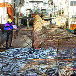 Почти 36 тыс. тонн сельди выловили рыбаки Приморья
