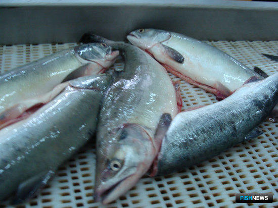 Камчатский лосось благополучно прошел Севморпуть