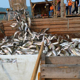 Добыча лосося на Амуре. Фото пресс-службы правительства Хабаровского края