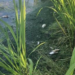 Погибшая рыба на реке Цна в районе села Донское. Фото пресс-службы Московско-Окского теруправления Росрыболовства