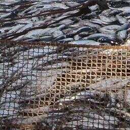 В этом году по регулированию промысла сельди на Дальнем Востоке вышел целый ряд изменений. Архивное фото