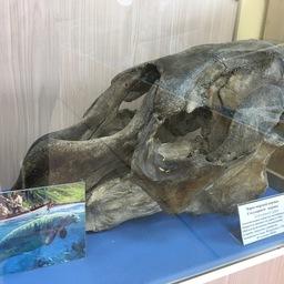 Череп морской коровы (стеллерова корова) – коллекция ТИНРО