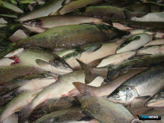 Уловы лососевых на Камчатке
