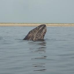 Серый кит — один из объектов традиционного промысла КМНС