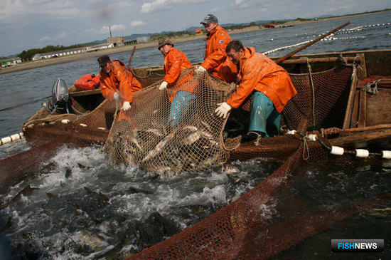 По прогнозам, в 2011 году возможный вылов тихоокеанских лососей в Сахалинской области может составить 280 тыс. тонн