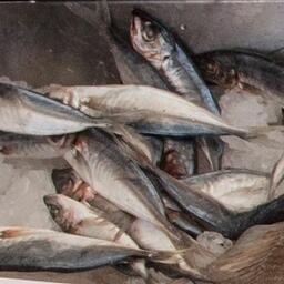 Росрыболовство распределило по компаниям квоту для промысла в 2025 г. ставриды в южной части Тихого океана 