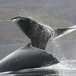 Ученые при поддержке WWF России исследуют влияние судовых шумов на поведение серых китов на Чукотке. Фото Ольги Филатовой