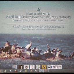 В Астрахани прошла 9-я международная конференция «Морские млекопитающие Голарктики». Фото пресс-службы КаспНИРХ