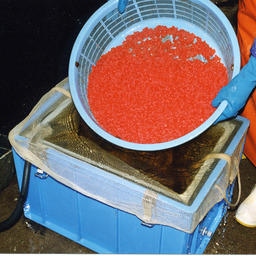 Подготовке икры на лососевом рыборазводном заводе
