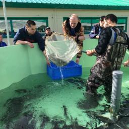 Собские рыбоводы впервые выпустили стерлядь в Обь. Фото пресс-службы правительства ЯНАО
