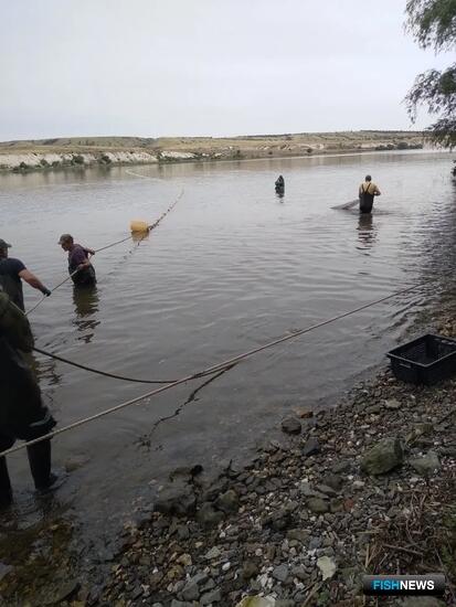 В верхней части Цимлянского водохранилища прибавилось сазана