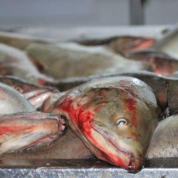 Прогноз по лососям вырос на 21 тыс. тонн