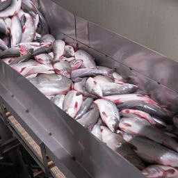 На Камчатке свежий лосось попадает сразу на прилавки. Фото пресс-службы правительства края