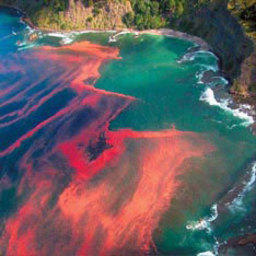 Филиппинское побережье отравлено «красным приливом»