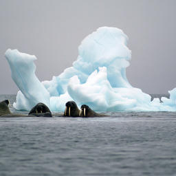 Атлантические моржи. Фото Юлии Калиничевой (WWF России)
